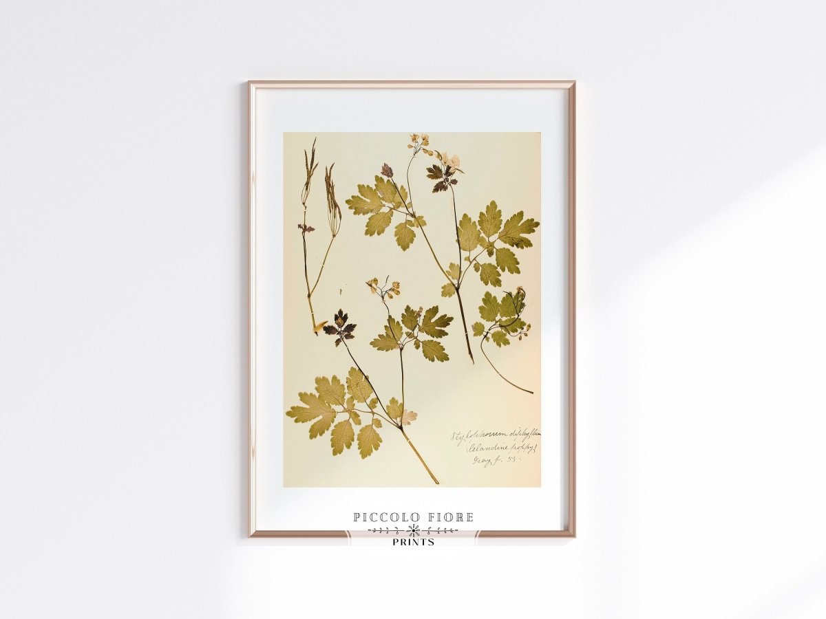 Pressed Flower Art Print | Celandine Poppy | P430 - Single Art Prints - Piccolo Fiore Prints