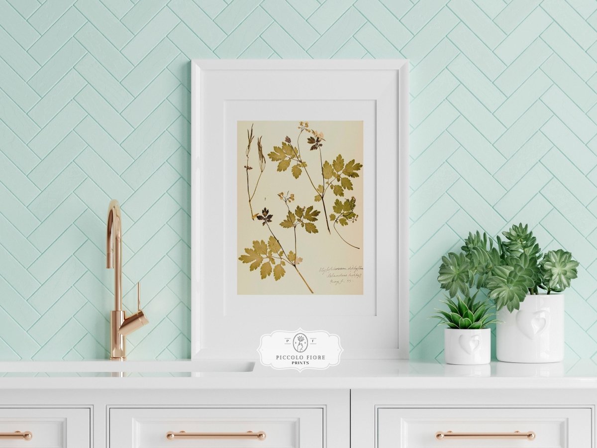 Pressed Flower Art Print | Celandine Poppy | P430 - Single Art Prints - Piccolo Fiore Prints