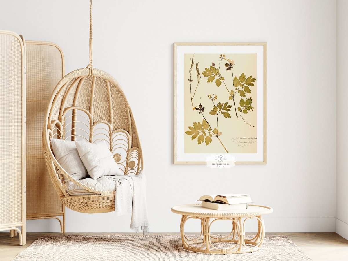 Pressed Flower Art Print | Celandine Poppy | P430 - Single Art Prints - Piccolo Fiore Prints