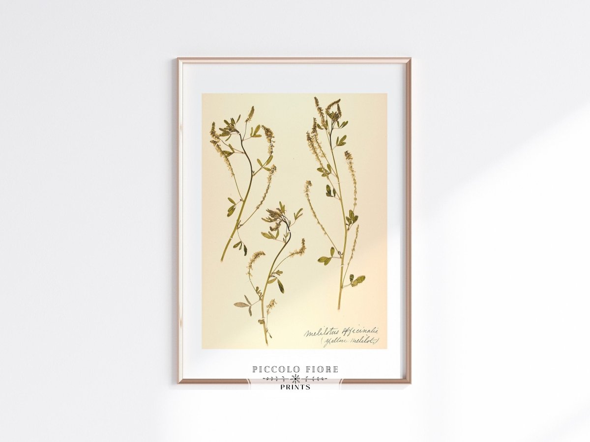 Pressed Flower Art Print | Clover | P435 - Single Art Prints - Piccolo Fiore Prints