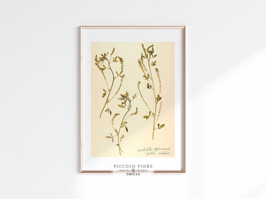 Pressed Flower Art Print | Clover | P435 - Single Art Prints - Piccolo Fiore Prints