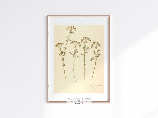 Pressed Flower Art Print | Euphorbia | P431 - Single Art Prints - Piccolo Fiore Prints