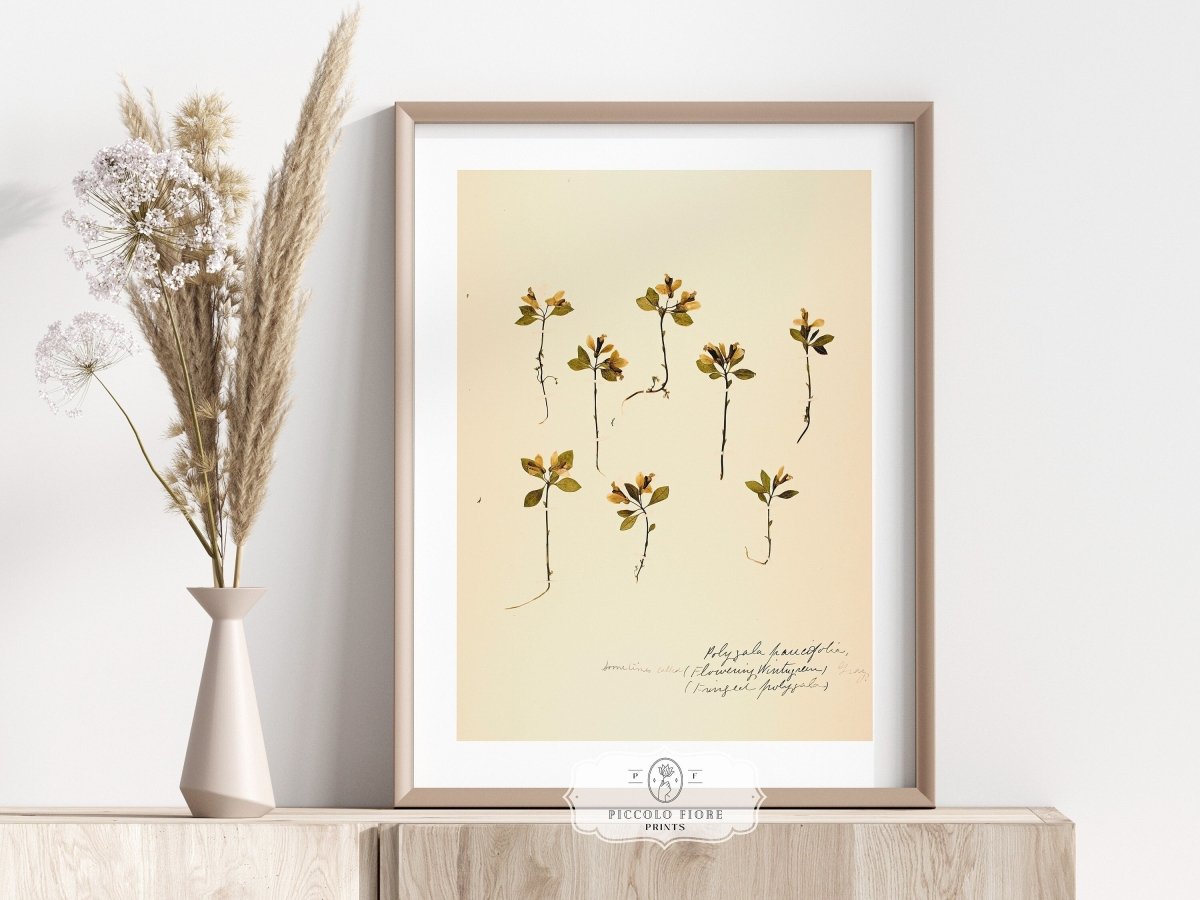 Pressed Flower Art Print | Milkwort | P433 - Single Art Prints - Piccolo Fiore Prints