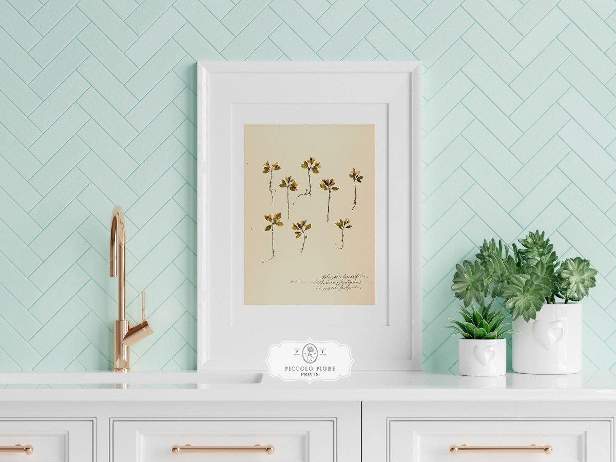 Pressed Flower Art Print | Milkwort | P433 - Single Art Prints - Piccolo Fiore Prints