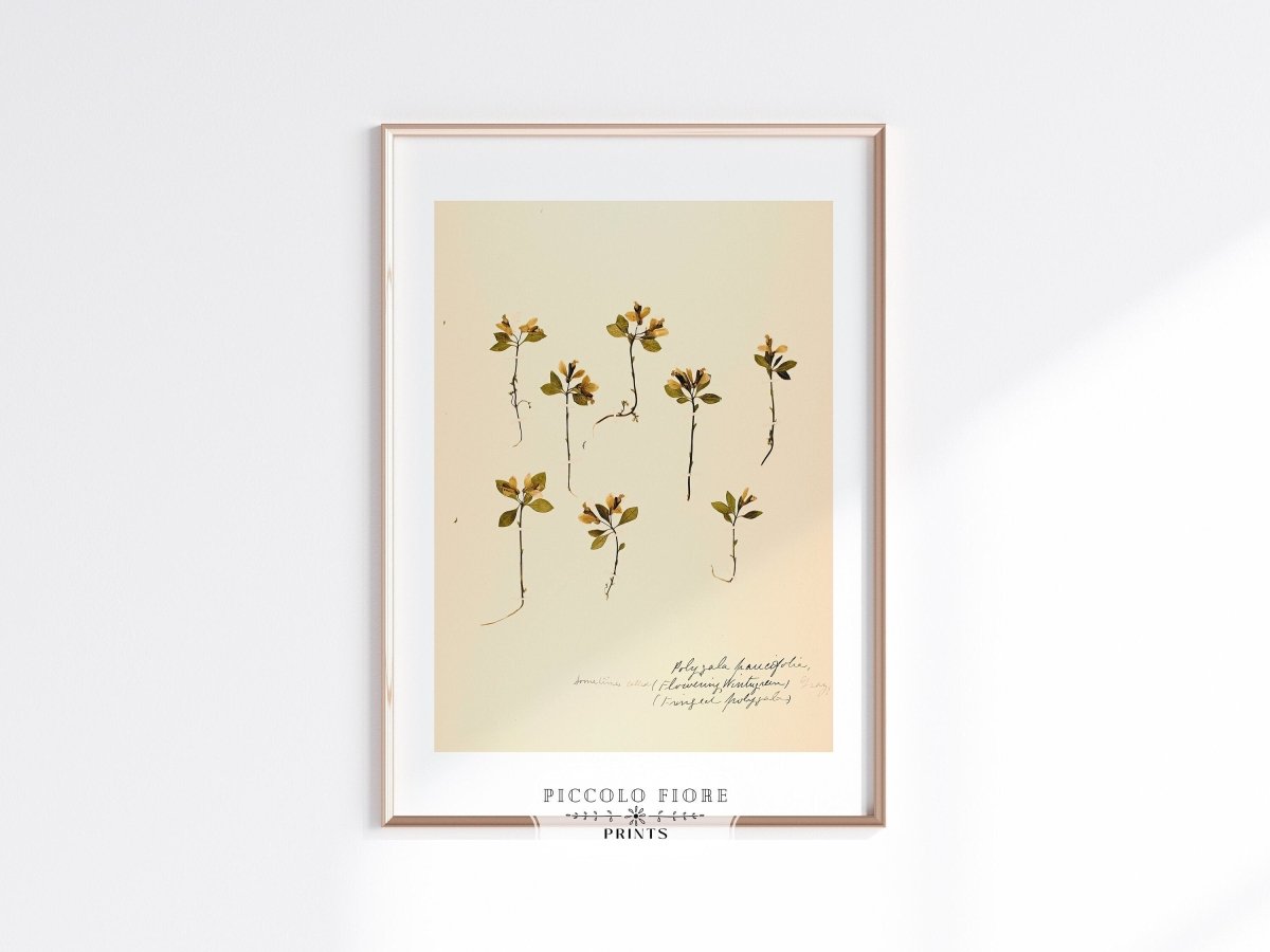 Pressed Flower Art Print | Milkwort | P433 - Single Art Prints - Piccolo Fiore Prints