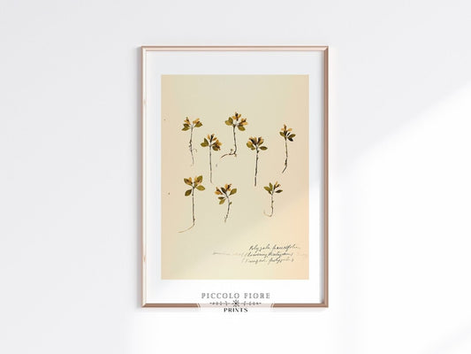 Pressed Flower Art Print | Milkwort | P433 - Single Art Prints - Piccolo Fiore Prints
