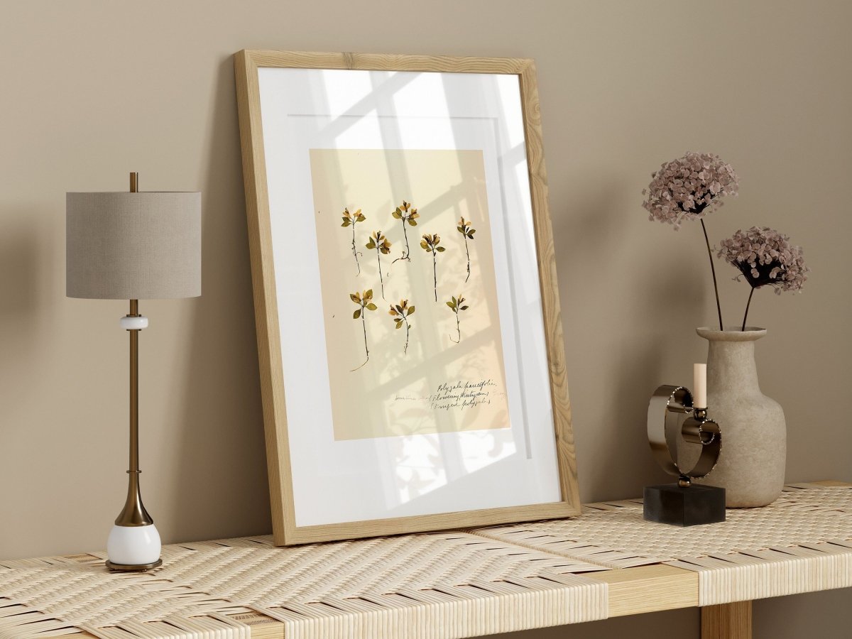 Pressed Flower Art Print | Milkwort | P433 - Single Art Prints - Piccolo Fiore Prints