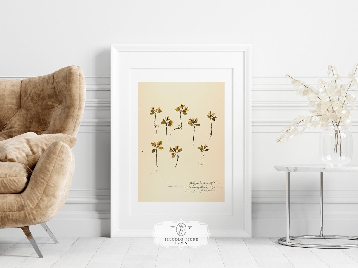 Pressed Flower Art Print | Milkwort | P433 - Single Art Prints - Piccolo Fiore Prints