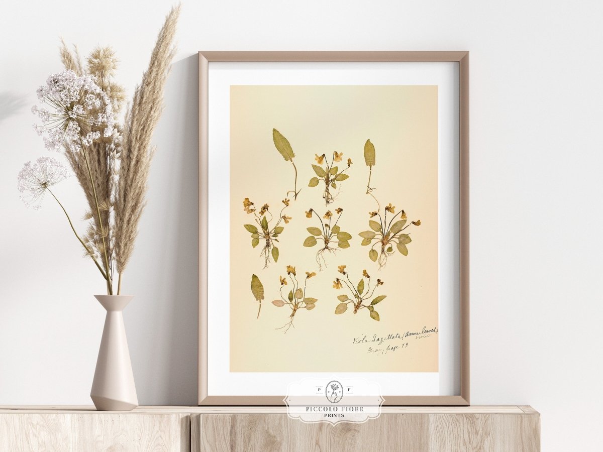 Pressed Flower Art Print | Violas | P434 - Single Art Prints - Piccolo Fiore Prints