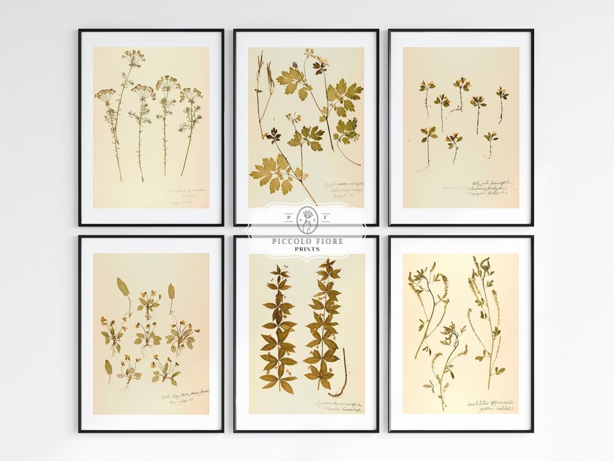Pressed Flowers | Gallery Wall Set | 6 Prints | B6 - 1 - Gallery Wall Set - Piccolo Fiore Prints