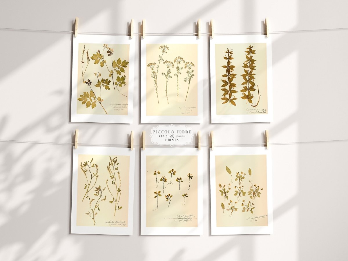 Pressed Flowers | Gallery Wall Set | 6 Prints | B6 - 1 - Gallery Wall Set - Piccolo Fiore Prints