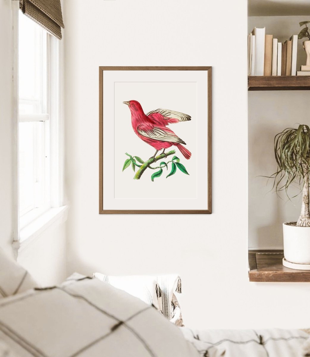 Purple Chatterer Illustration | P57 - Single Art Prints - Piccolo Fiore Prints