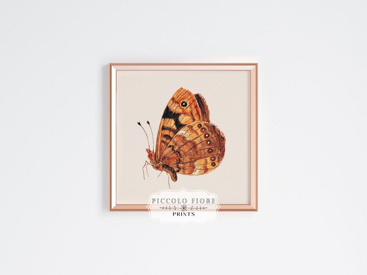 Rust Coloured Moth | P363 - Single Square Art Prints - Piccolo Fiore Prints