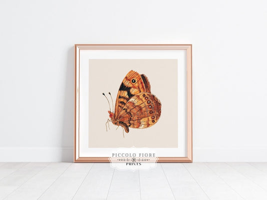 Rust Coloured Moth | P363 - Single Square Art Prints - Piccolo Fiore Prints