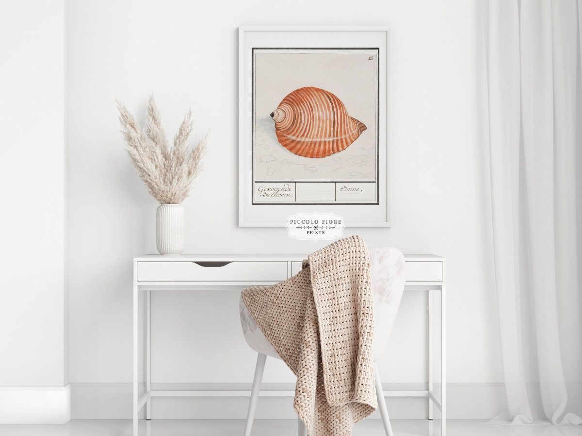 Sea Snail | P262 - Single Art Prints - Piccolo Fiore Prints