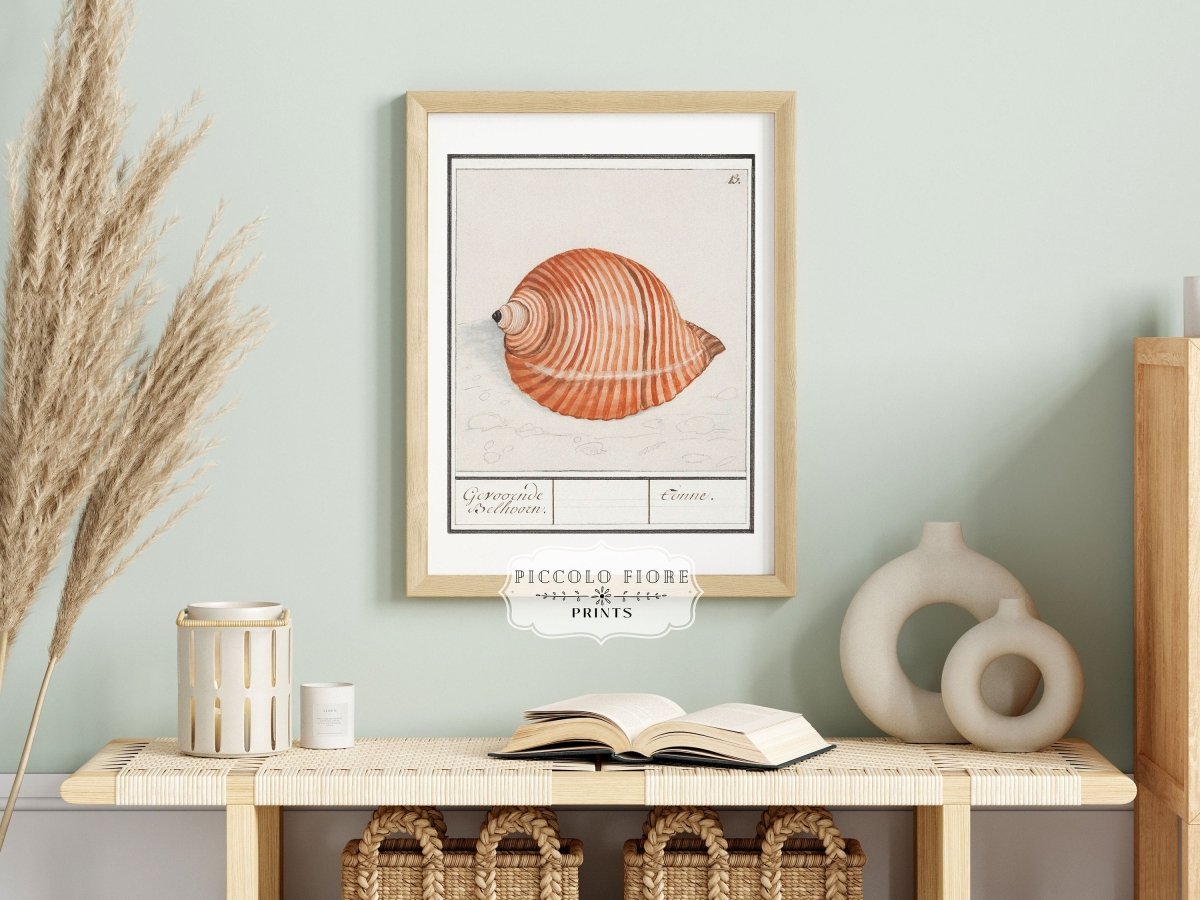 Sea Snail | P262 - Single Art Prints - Piccolo Fiore Prints
