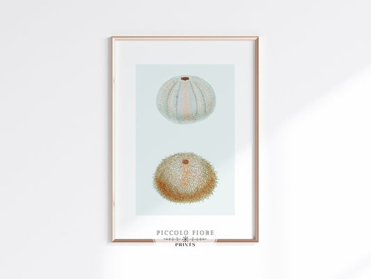 Sea Urchins in Blue | P4 - Single Art Prints - Piccolo Fiore Prints