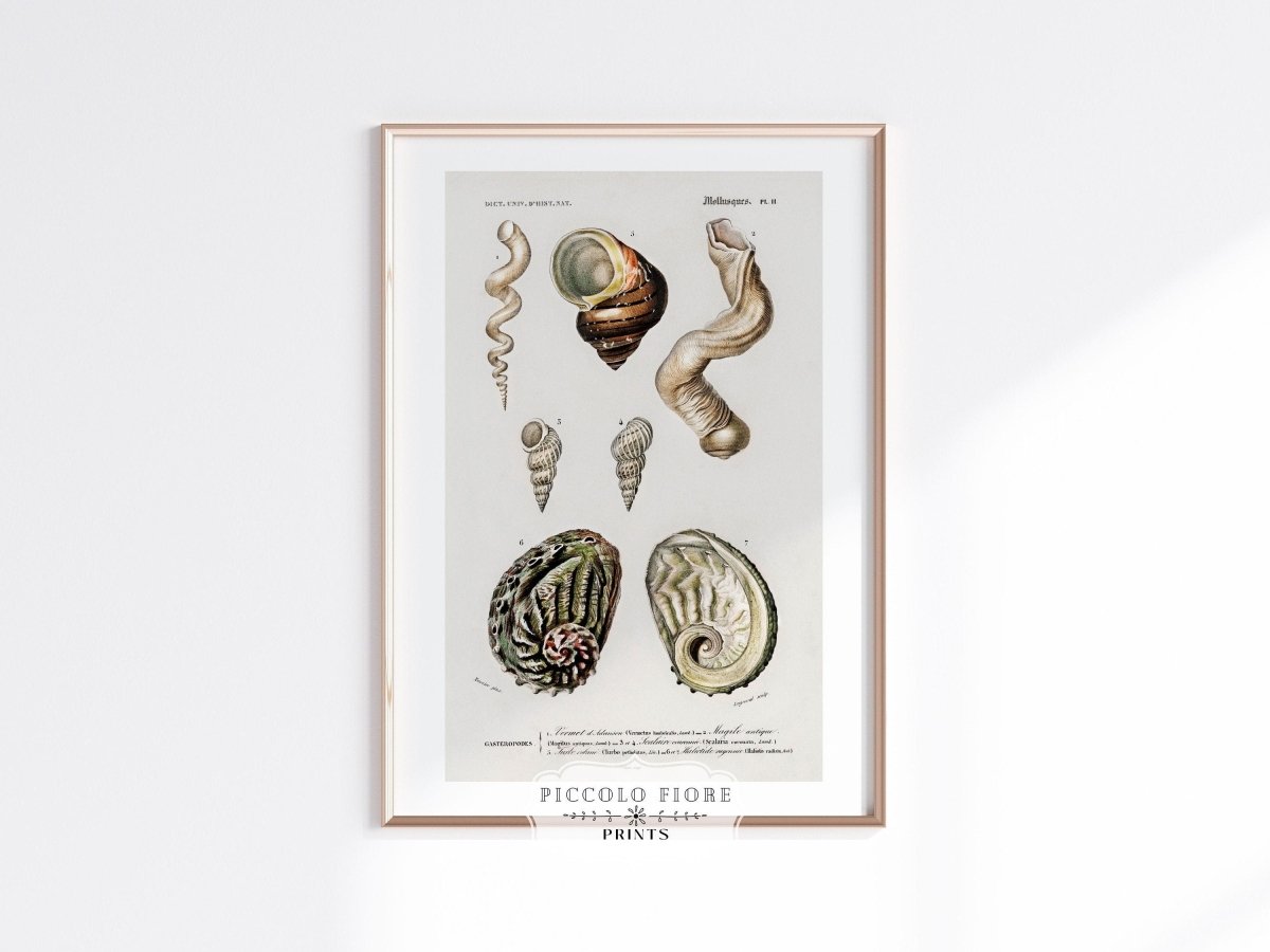Shell/Mollusk Illustration | P229 - Single Art Prints - Piccolo Fiore Prints