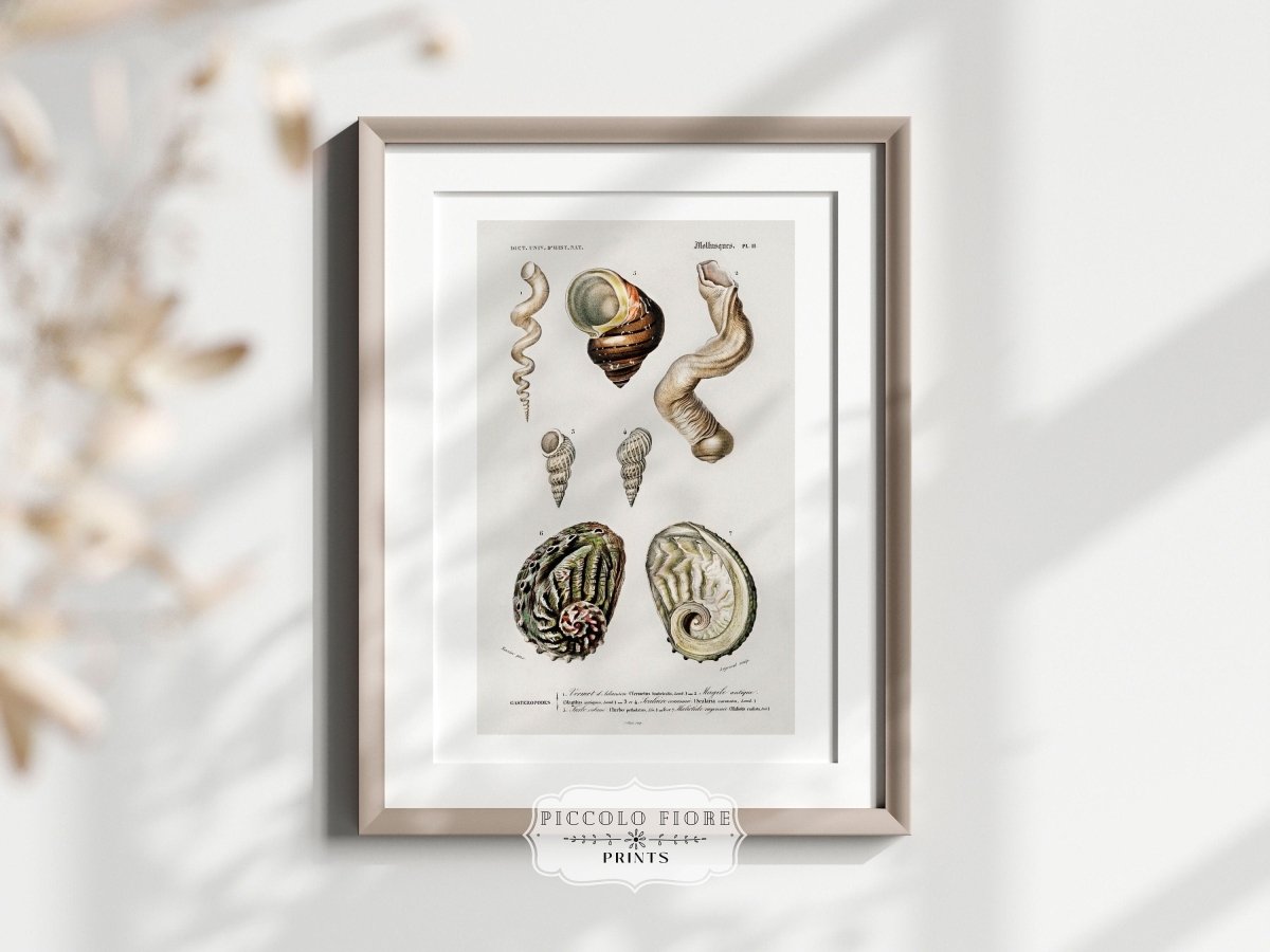 Shell/Mollusk Illustration | P229 - Single Art Prints - Piccolo Fiore Prints
