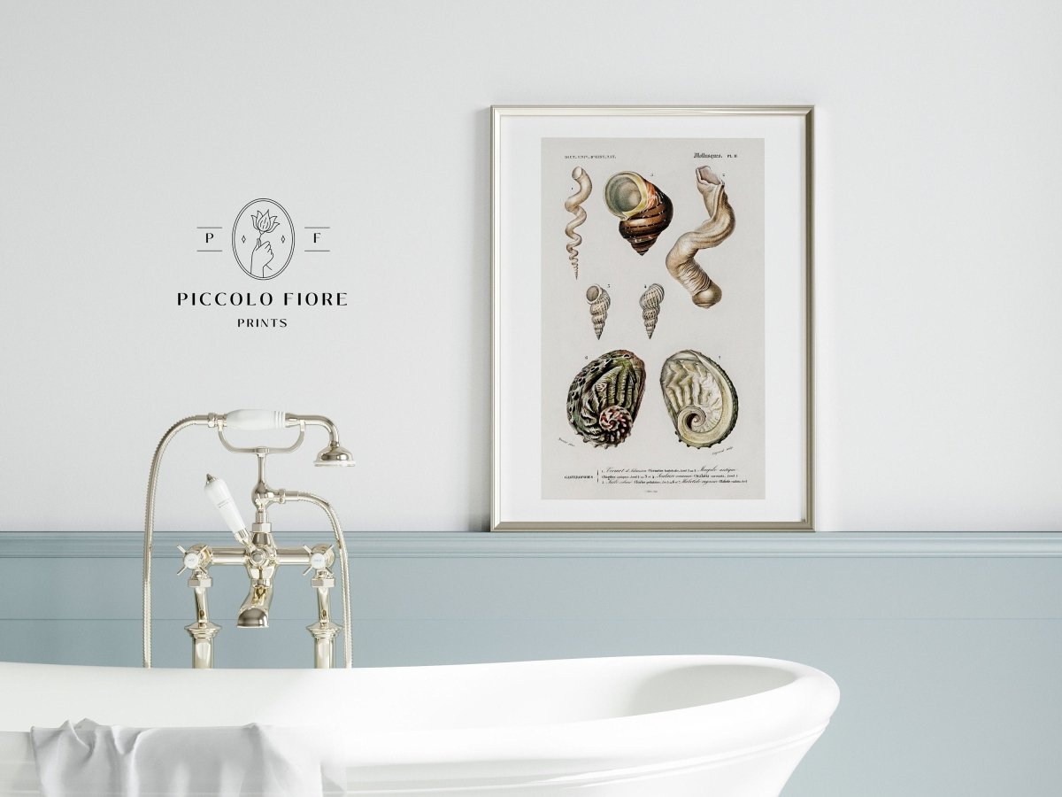 Shell/Mollusk Illustration | P229 - Single Art Prints - Piccolo Fiore Prints