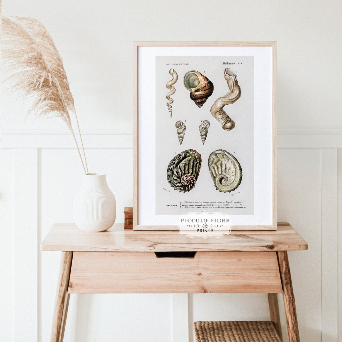 Shell/Mollusk Illustration | P229 - Single Art Prints - Piccolo Fiore Prints