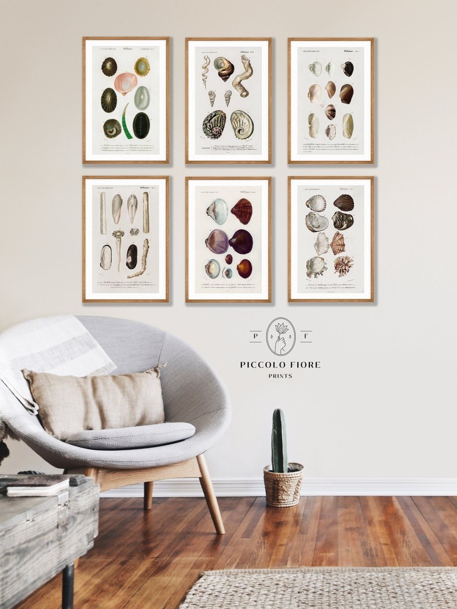 Shell/Mollusk Illustrations | Gallery Wall Set | 6 Prints | S6 - 1 - Gallery Wall Set - Piccolo Fiore Prints