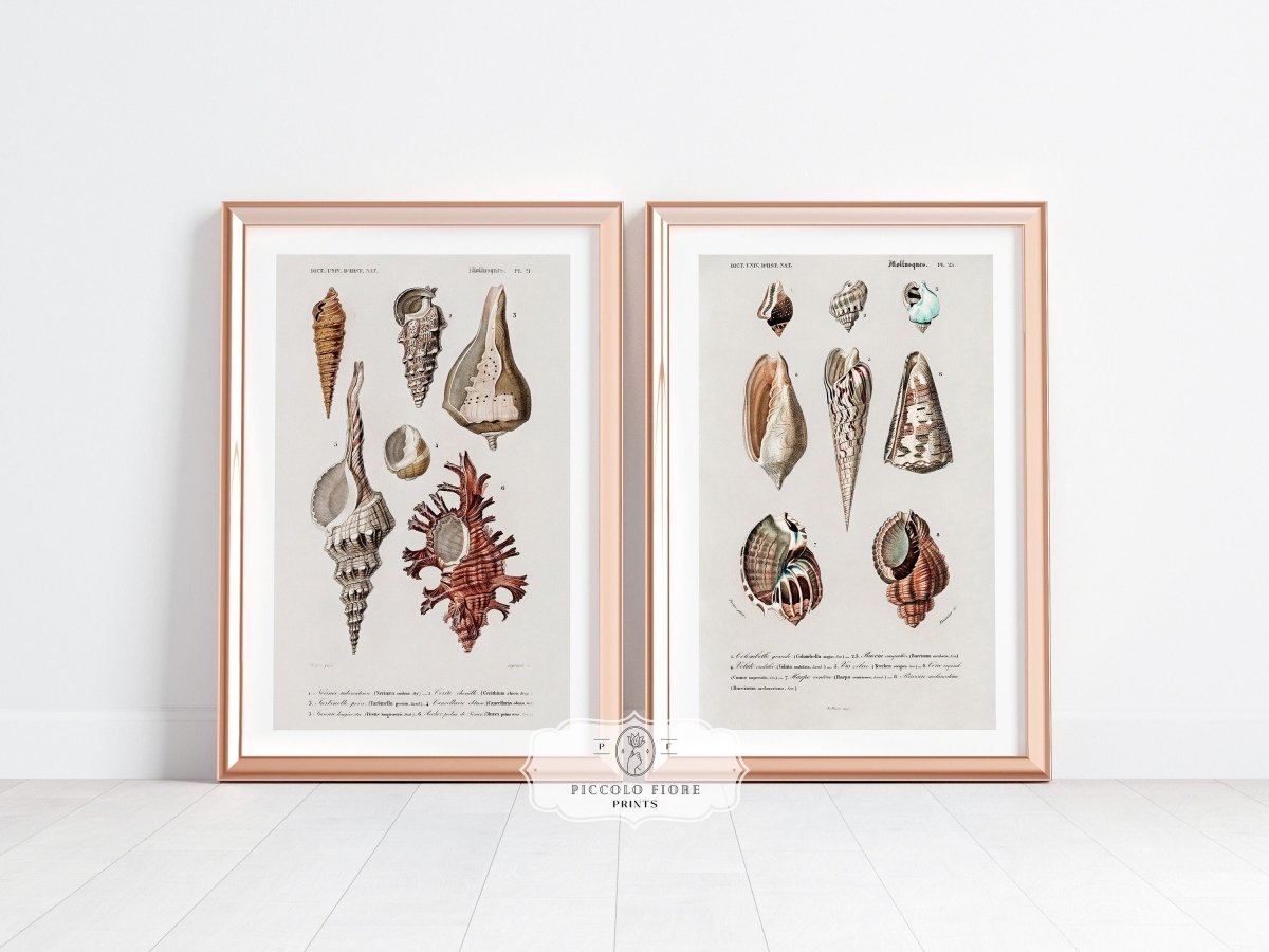 Shell/Mollusk Watercolour Illustrations | Gallery Wall Set | 2 Prints | S2 - 1 - Gallery Wall Set - Piccolo Fiore Prints