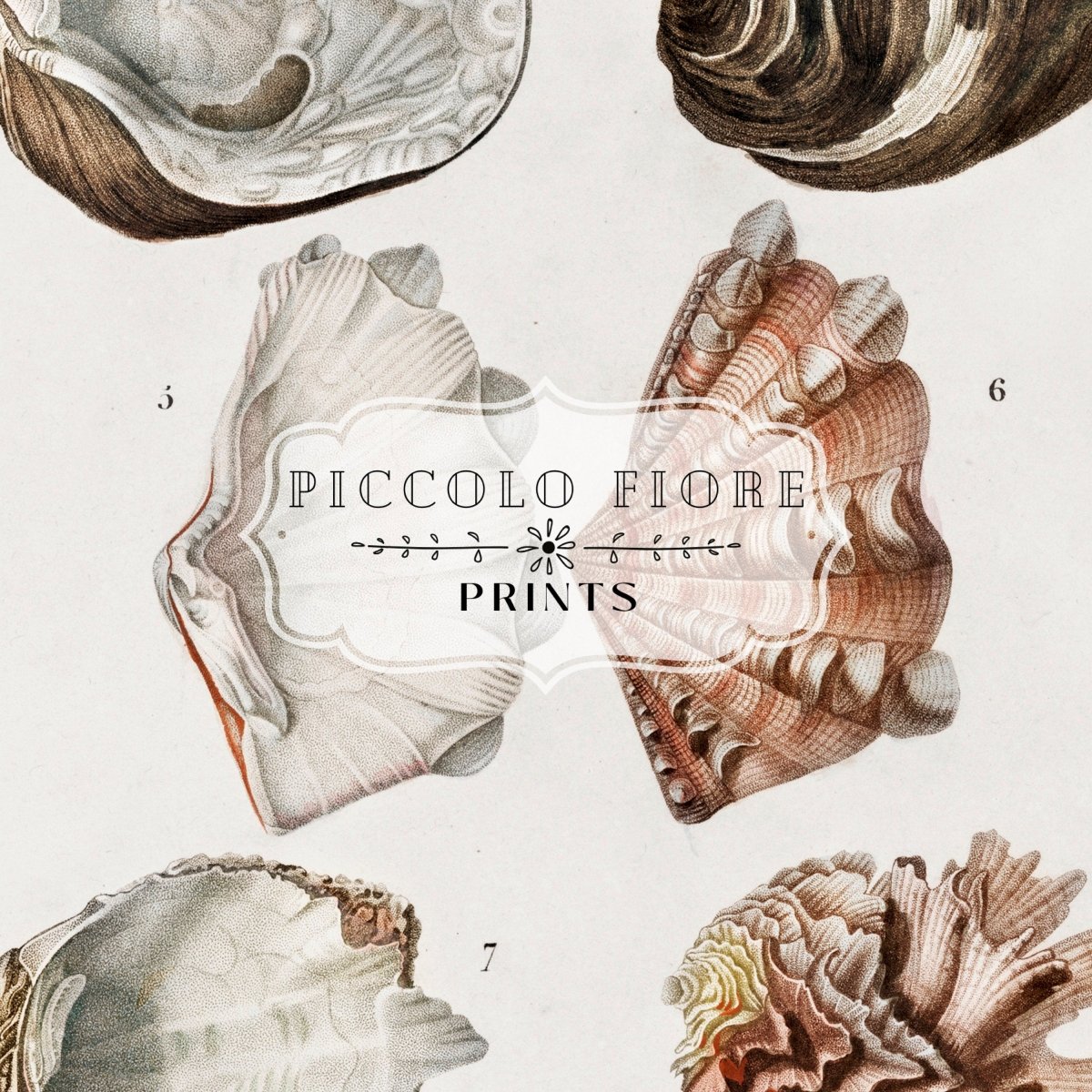 Shells/Mollusks Illustration| P231 - Single Art Prints - Piccolo Fiore Prints
