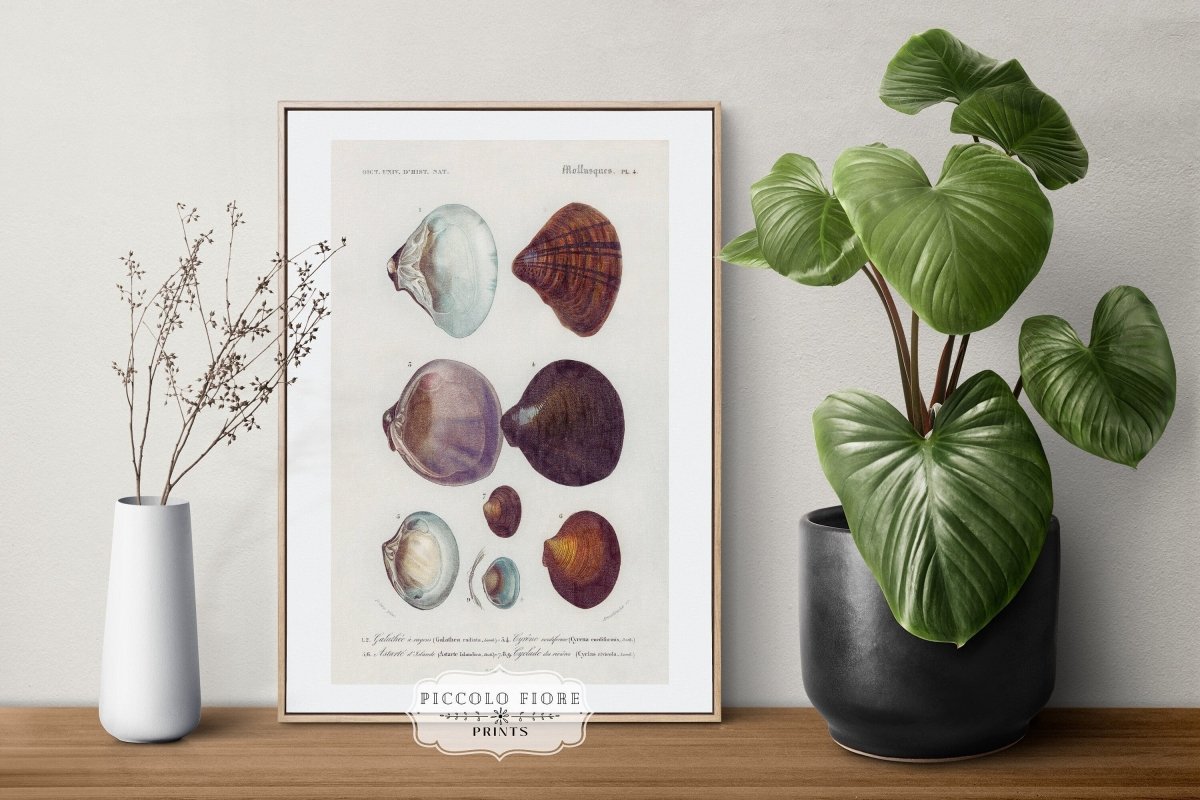 Shells/Mollusks Illustration | P232 - Single Art Prints - Piccolo Fiore Prints