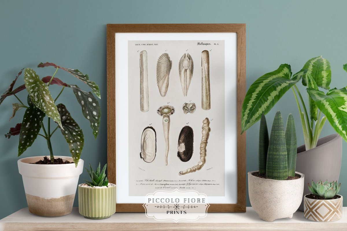 Shells/Mollusks Illustration | P233 - Single Art Prints - Piccolo Fiore Prints