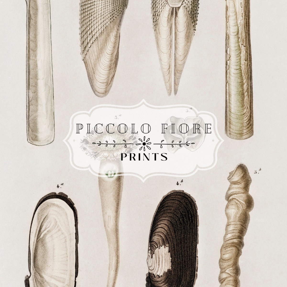 Shells/Mollusks Illustration | P233 - Single Art Prints - Piccolo Fiore Prints