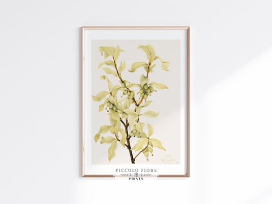Silverberry Illustration | P350 - Single Art Prints - Piccolo Fiore Prints