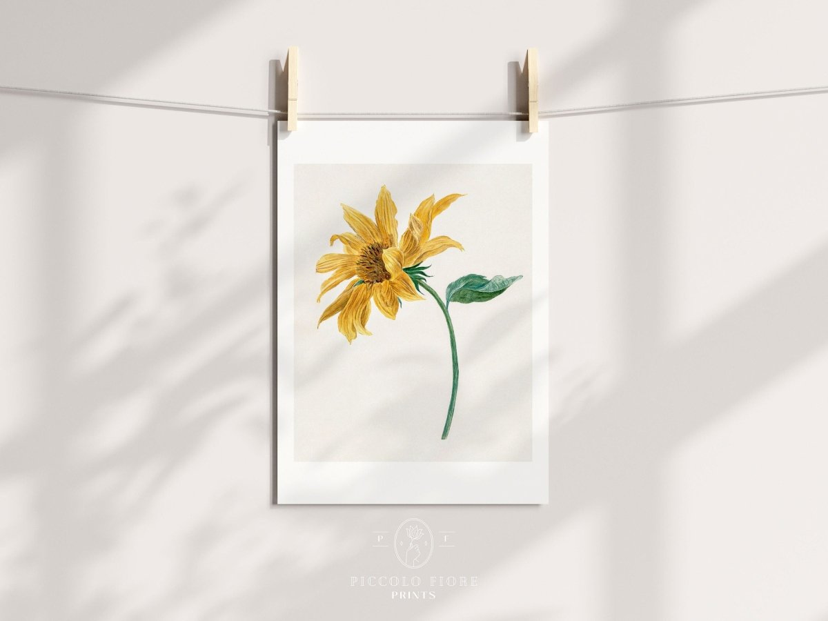 Single Sunflower | P368 - Single Art Prints - Piccolo Fiore Prints