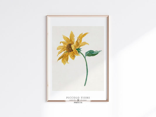 Single Sunflower | P368 - Single Art Prints - Piccolo Fiore Prints