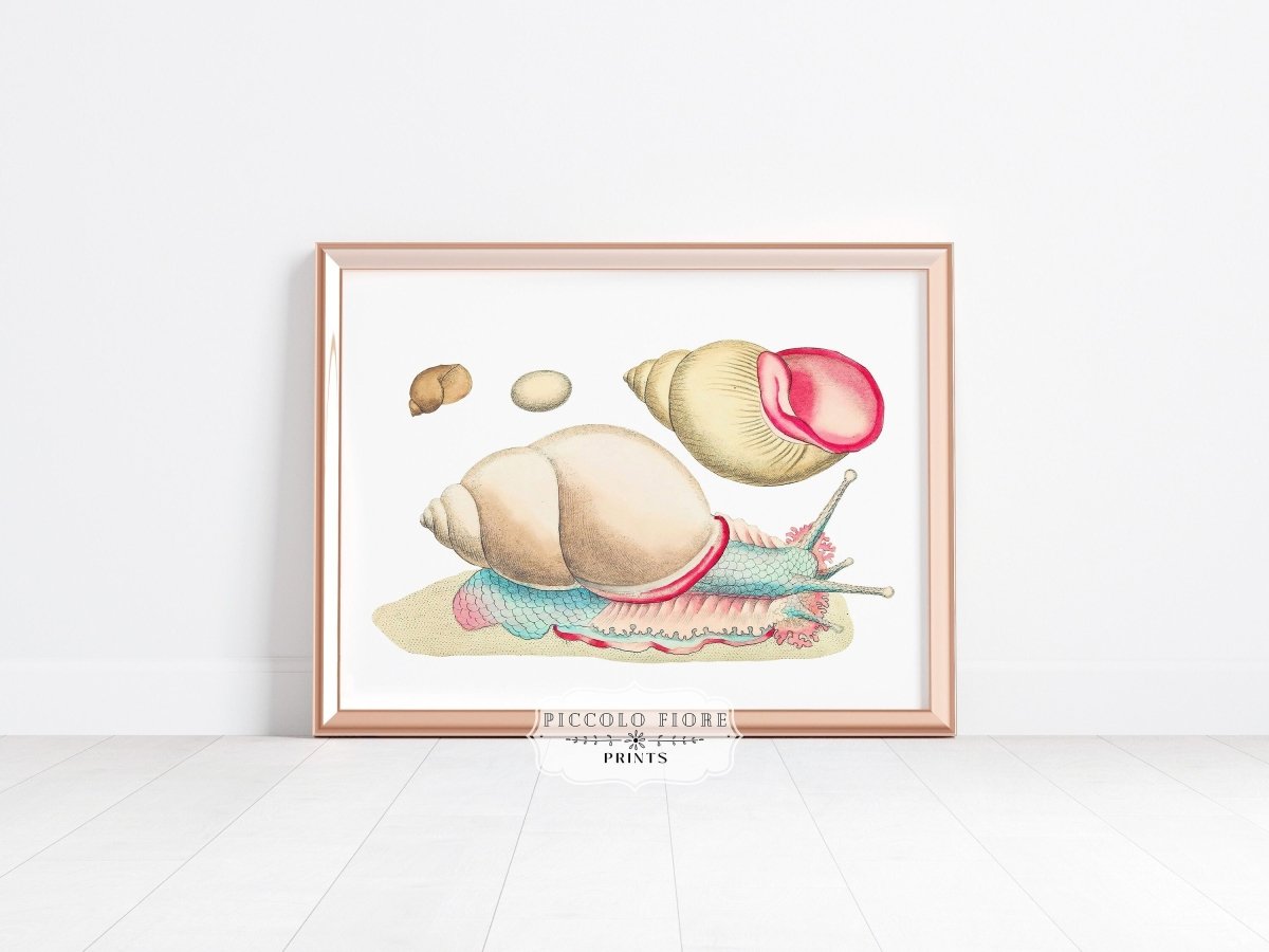 Snail Illustration | P56 - Single Art Prints - Piccolo Fiore Prints