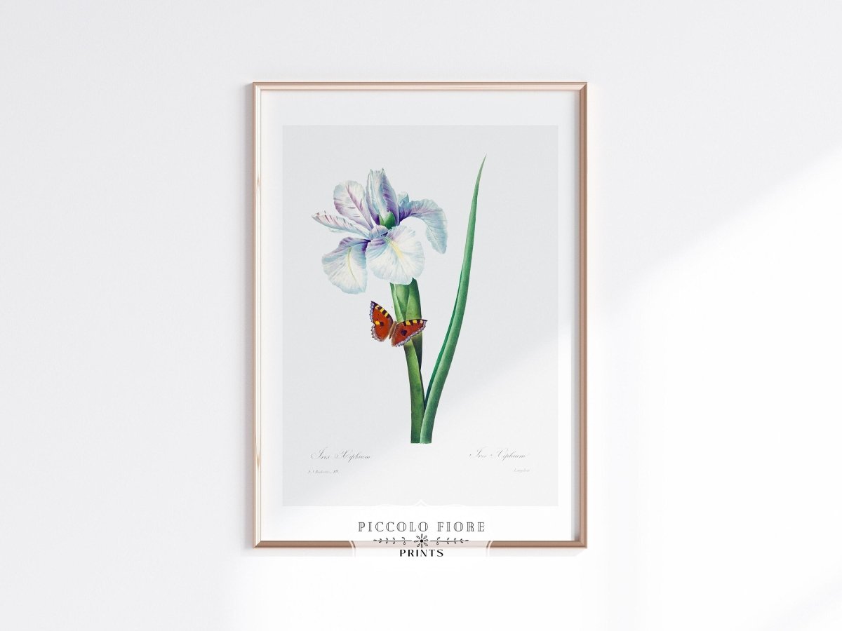 Spanish Iris and Butterfly Illustration | P556 - Single Art Prints - Piccolo Fiore Prints