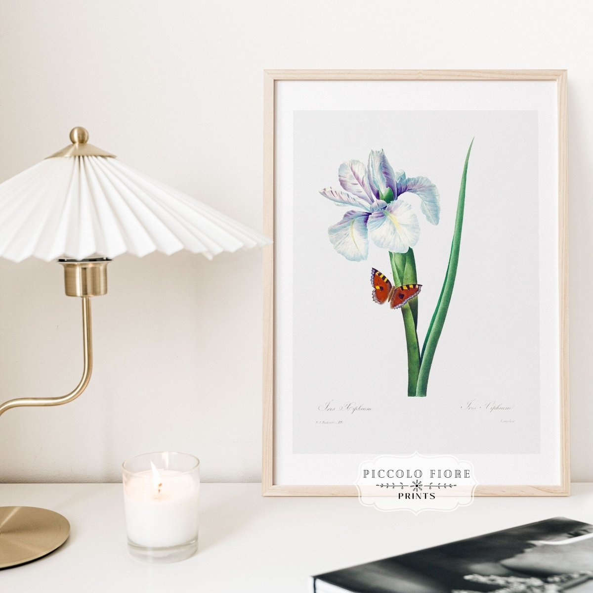 Spanish Iris and Butterfly Illustration | P556 - Single Art Prints - Piccolo Fiore Prints
