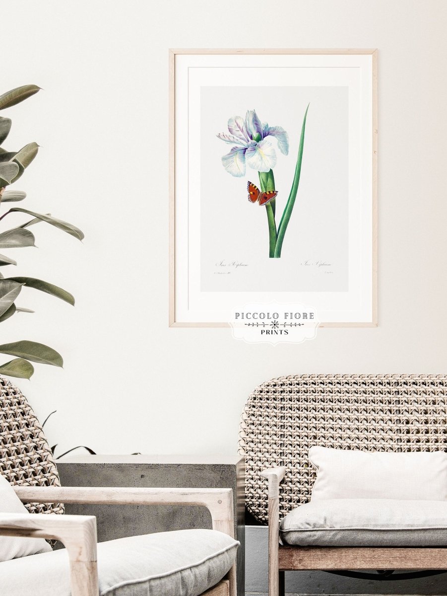 Spanish Iris and Butterfly Illustration | P556 - Single Art Prints - Piccolo Fiore Prints