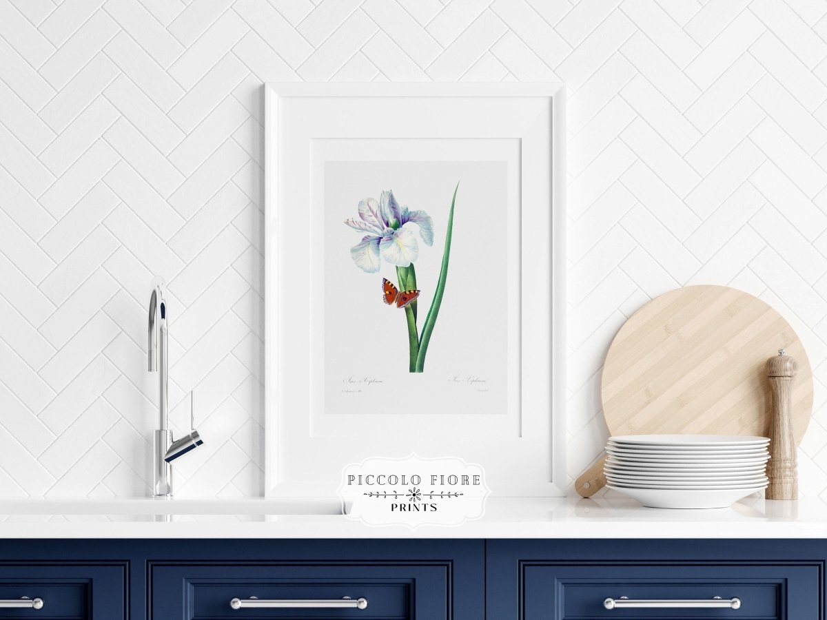 Spanish Iris and Butterfly Illustration | P556 - Single Art Prints - Piccolo Fiore Prints