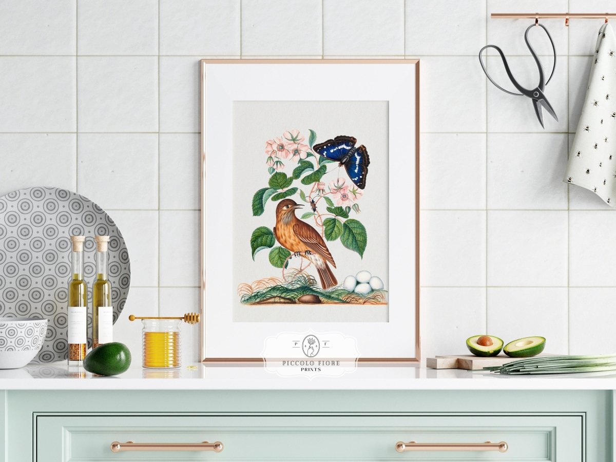 Spotted Flycatcher and Butterfly Illustration | P206 - Single Art Prints - Piccolo Fiore Prints