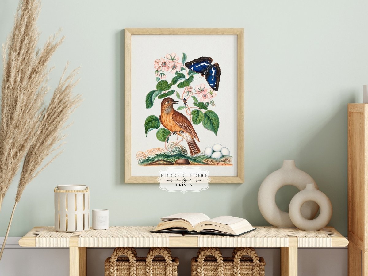 Spotted Flycatcher and Butterfly Illustration | P206 - Single Art Prints - Piccolo Fiore Prints