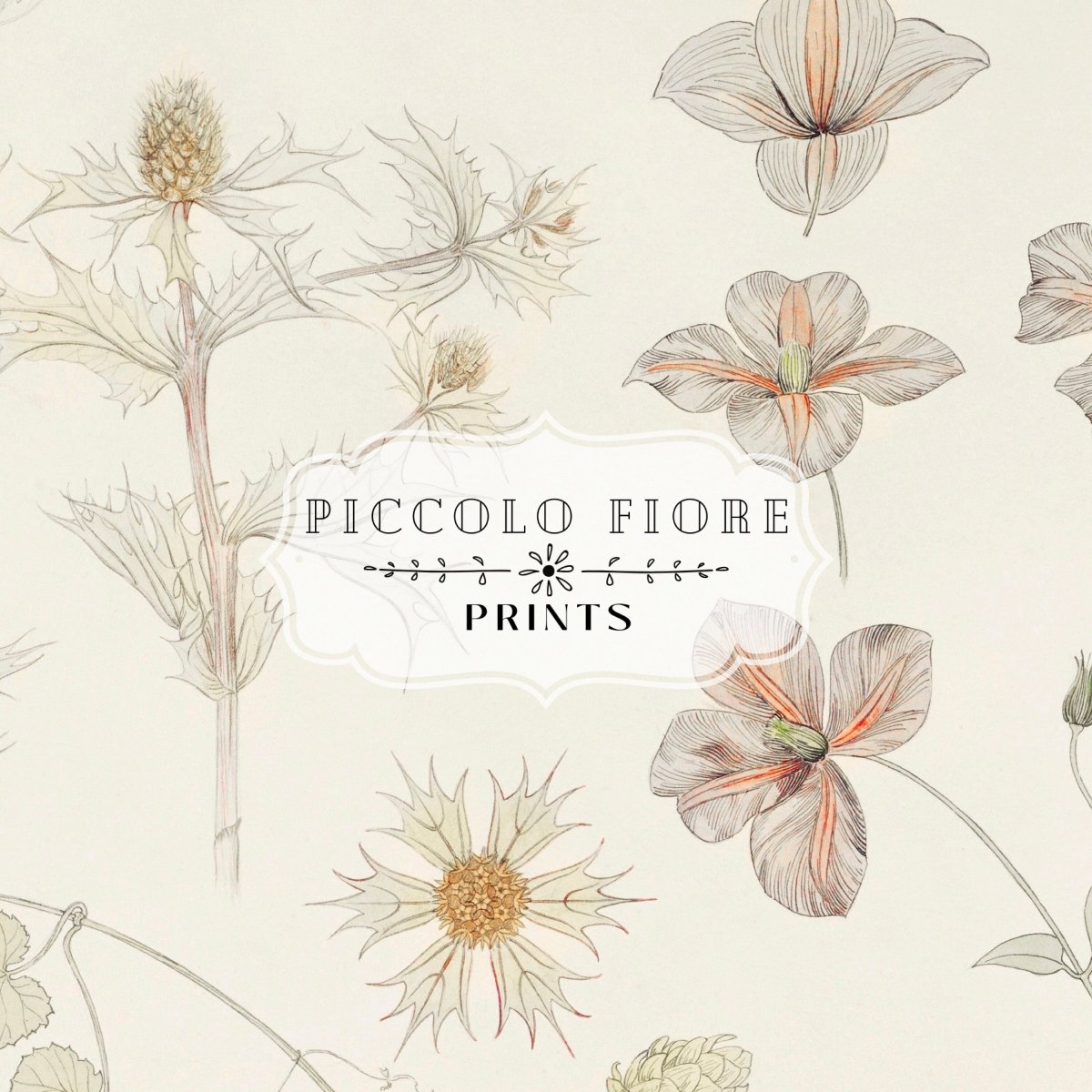 Study Sheet with Sea Thistle, Hop and Clematis | P149 - Single Art Prints - Piccolo Fiore Prints