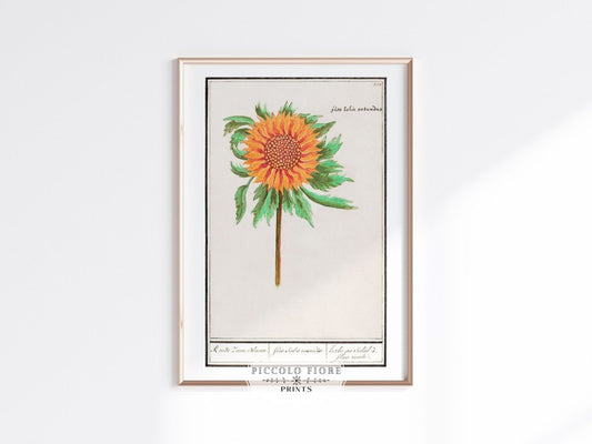 Sunflower Illustration | P364 - Single Art Prints - Piccolo Fiore Prints