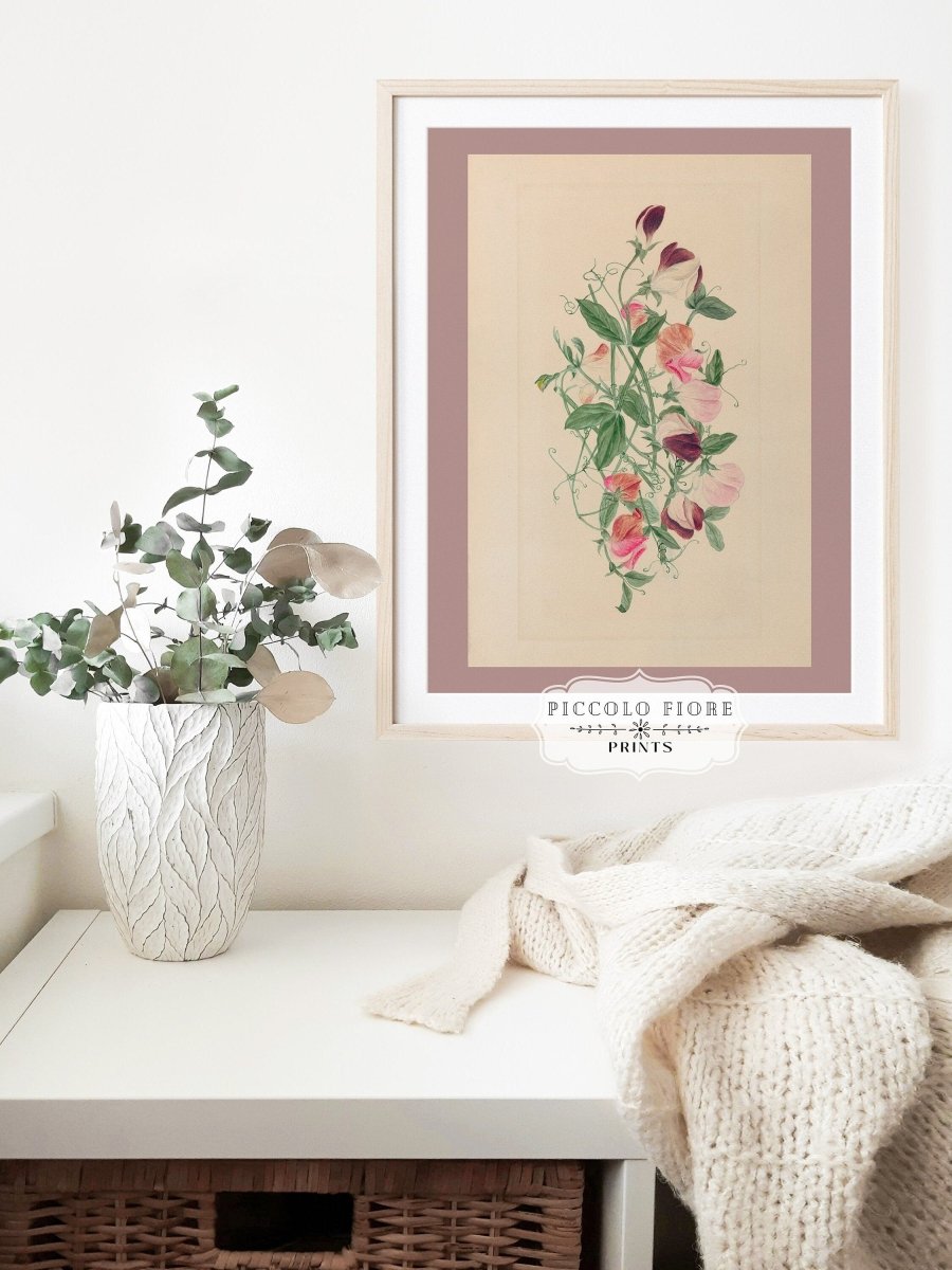 Sweet Peas | P472 - Single Art Prints - Piccolo Fiore Prints
