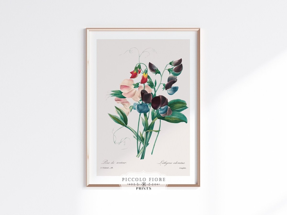 Sweet Peas | P494 - Single Art Prints - Piccolo Fiore Prints