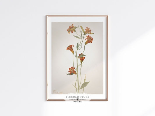 Tiger Lily (Lilium Parvum) Illustration | P372 - Single Art Prints - Piccolo Fiore Prints