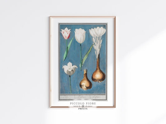 Tulip Illustration | Country Home Decor | Printable Wall Art | DIGITAL DOWNLOAD | P11 - Single Art Prints - Piccolo Fiore Prints