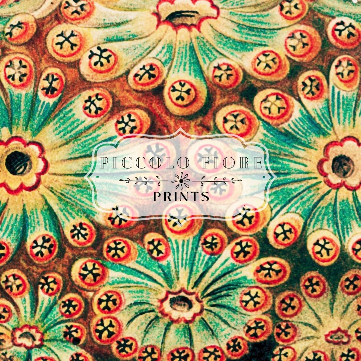 Tunicate II | P308 - Single Square Art Prints - Piccolo Fiore Prints