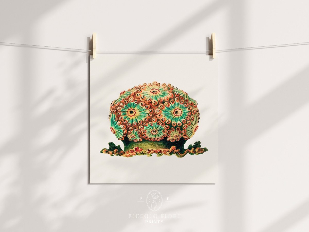 Tunicate II | P308 - Single Square Art Prints - Piccolo Fiore Prints