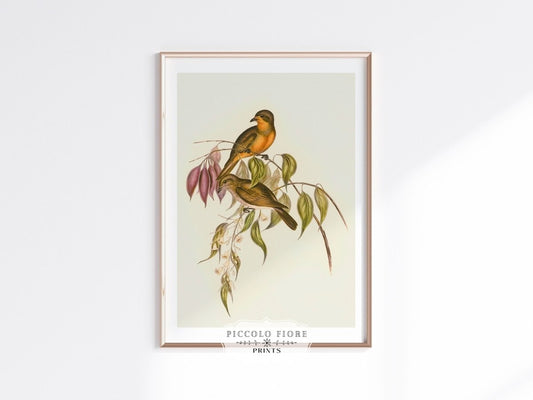 Whistler Bird Illustration | P327 - Single Art Prints - Piccolo Fiore Prints